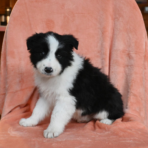 ABCA Registered Border Collie For Sale Warsaw OH Female-Lady