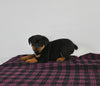 AKC Registered Rottweiler For Sale Applecreek OH Female-Nora