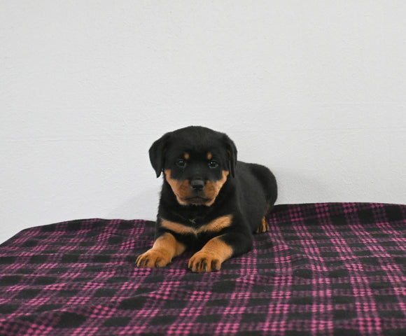 AKC Registered Rottweiler For Sale Applecreek OH Female-Nora