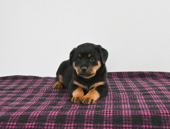 AKC Registered Rottweiler For Sale Applecreek OH Female-Scarlett