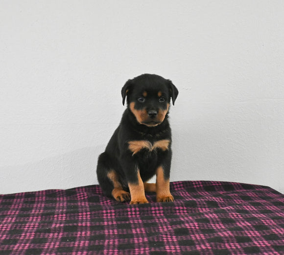 AKC Registered Rottweiler For Sale Applecreek OH Female-Oakley