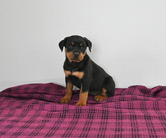 AKC Registered Rottweiler For Sale Applecreek OH Female-Isabella