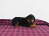 AKC Registered Rottweiler For Sale Applecreek OH Male-Bear