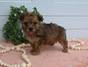 Maltipoo For Sale Holmesville OH Female-Lily