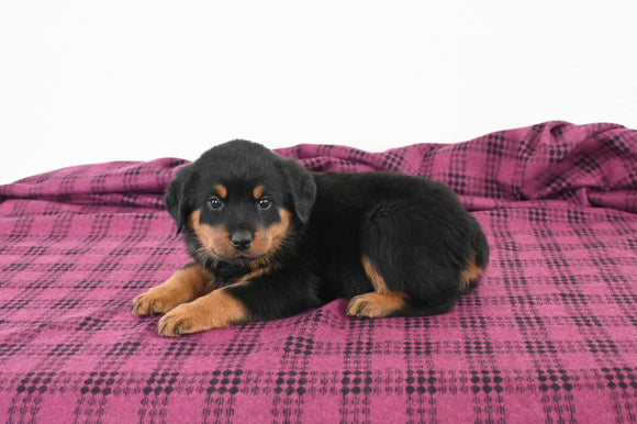 AKC Registered Rottweiler For Sale Applecreek OH Male-Bear