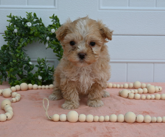 Maltipoo For Sale Holmesville OH Male-Charlie