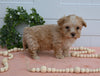 Maltipoo For Sale Holmesville OH Male-Charlie