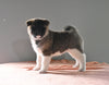 AKC Registered Akita For Sale Millersburg OH Female-Amber