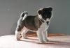 AKC Registered Akita For Sale Millersburg OH Female-Amber