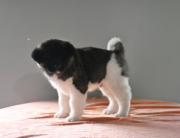 AKC Registered Akita For Sale Millersburg OH Male-Buster