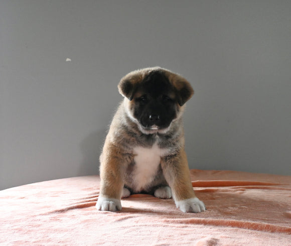 AKC Registered Akita For Sale Millersburg OH Female-Sky