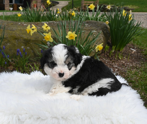 Mini Aussiedoodle For Sale Sugarcreek OH Female-Willow