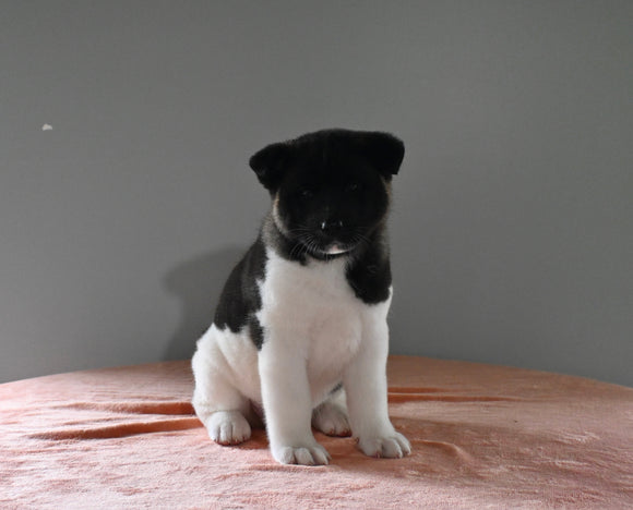 AKC Registered Akita For Sale Millersburg OH Female-Mia