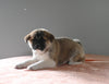 AKC Registered Akita For Sale Millersburg OH Female-Opal