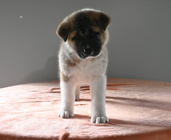 AKC Registered Akita For Sale Millersburg OH Female-Opal