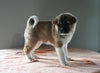 AKC Registered Akita For Sale Millersburg OH Female-Opal