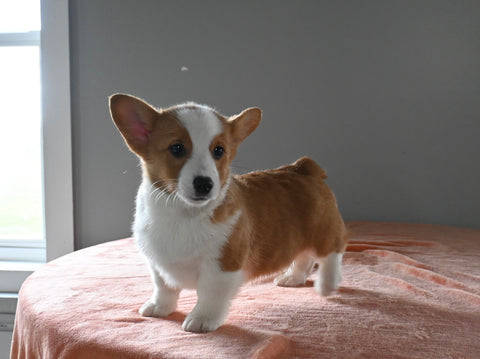 ACA Registered Welsh Corgi For Sale Millersburg OH Male-Diego