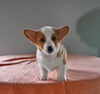 ACA Registered Welsh Corgi For Sale Millersburg OH Male-Diego