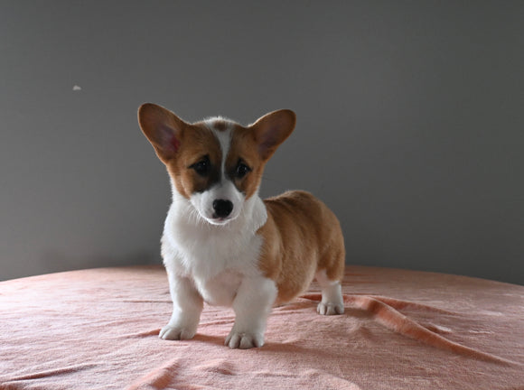 ACA Registered Welsh Corgi For Sale Millersburg OH Male-Dallas