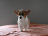 ACA Registered Welsh Corgi For Sale Millersburg OH Male-Dallas