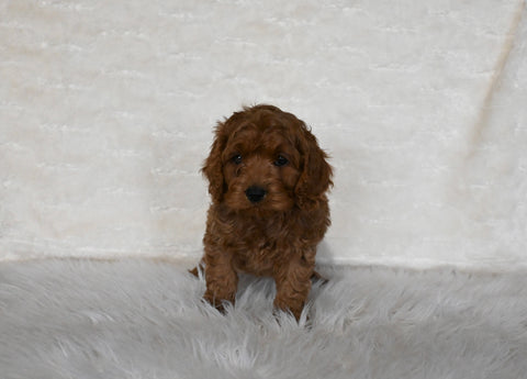 F1 Cockapoo For Sale Fresno OH Male-Cuddles