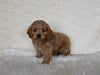 F1 Cockapoo For Sale Fresno OH Male-Teddy