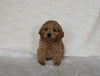 F1 Cockapoo For Sale Fresno OH Male-Teddy