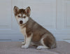 AKC Registered Husky For Sale Holmesville OH Female-Fern