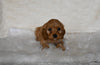 F1 Cockapoo For Sale Fresno OH Male-Lucky