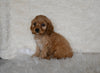 F1 Cockapoo For Sale Fresno OH Male-Lucky