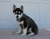 AKC Registered Husky For Sale Holmesville OH Female-Tessa