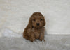 F1 Cockapoo For Sale Fresno OH Female-Bubbles