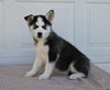 AKC Registered Husky For Sale Holmesville OH Male-Tito