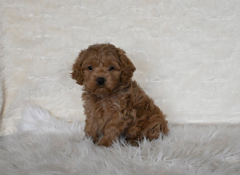 F1 Cockapoo For Sale Fresno OH Female-Bubbles