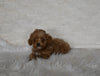 F1B Cockapoo For Sale Fresno OH Female-Joy