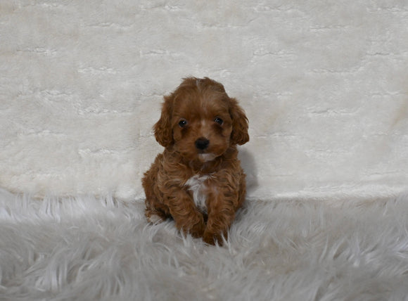 F1B Cockapoo For Sale Fresno OH Female-Joy