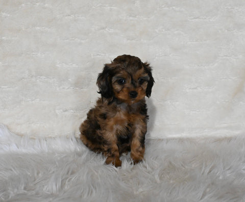 F1B Cockapoo For Sale Fresno OH Female-Cocoa