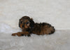 F1B Cockapoo For Sale Fresno OH Female-Cocoa