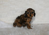 F1B Cockapoo For Sale Fresno OH Female-Cocoa