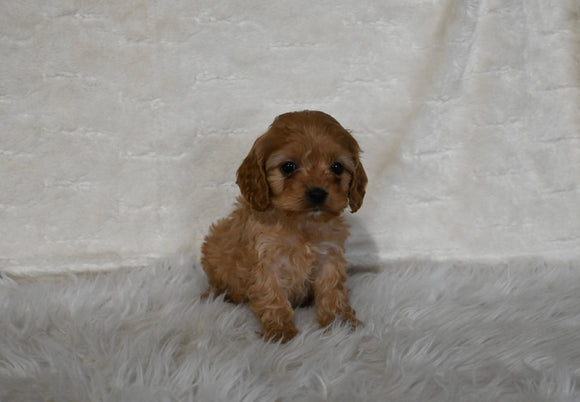 F1B Cockapoo For Sale Fresno OH Female-Cinnamon