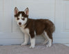 AKC Registered Husky For Sale Holmesville OH Male-Chip