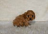 F1B Cockapoo For Sale Fresno OH Female-Cinnamon