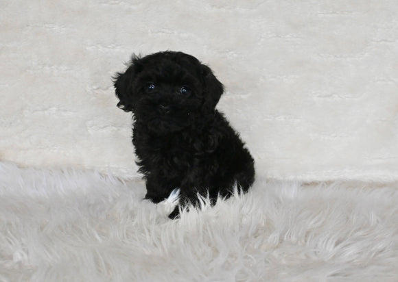 F1B Cockapoo For Sale Fresno OH Female-Midnight