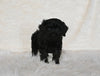 F1B Cockapoo For Sale Fresno OH Female-Midnight