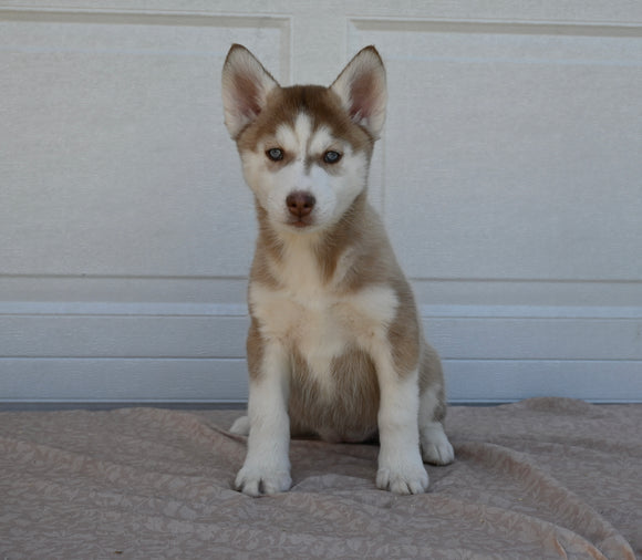 AKC Registered Husky For Sale Holmesville OH Female-Molly