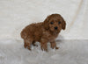 F1B Cockapoo For Sale Fresno OH Female-Hazel