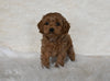 F1B Cockapoo For Sale Fresno OH Female-Hazel