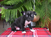 Frenchton For Sale Millersburg OH Male-Sammie