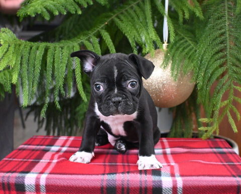 Frenchton For Sale Millersburg OH Male-Sammie