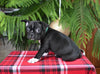 Frenchton For Sale Millersburg OH Male-Sammie